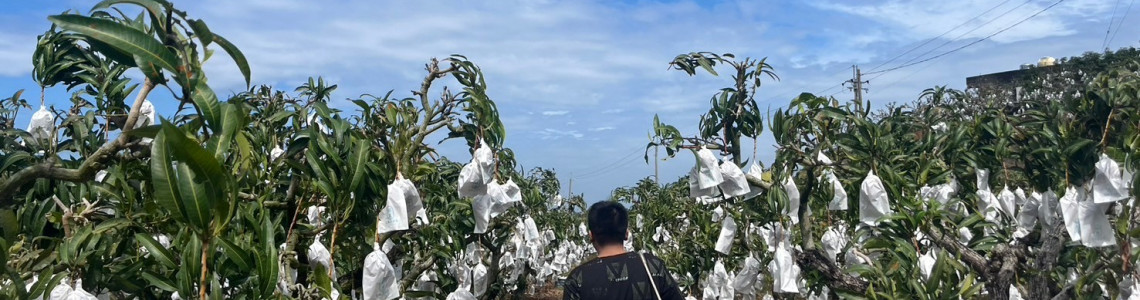 芒果的季節來了！屏東枋山的黃金果實正值盛產時節