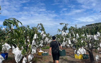 芒果的季節來了！屏東枋山的黃金果實正值盛產時節