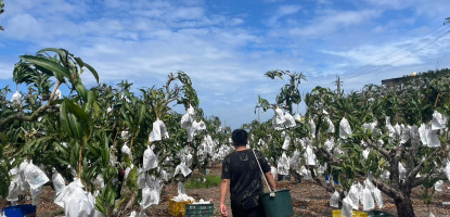 芒果的季節來了！屏東枋山的黃金果實正值盛產時節