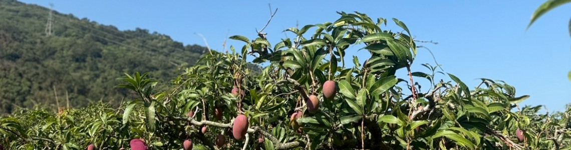 屏東縣枋山鄉的愛文芒果，絕對是台灣的寶藏之一
