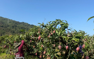 屏東縣枋山鄉的愛文芒果，絕對是台灣的寶藏之一