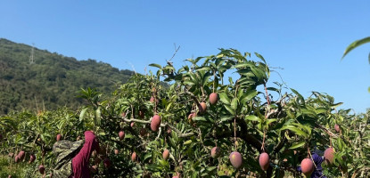 屏東縣枋山鄉的愛文芒果，絕對是台灣的寶藏之一