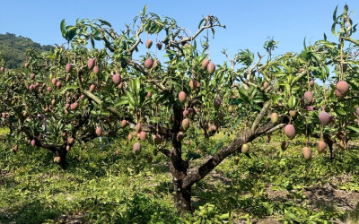 屏東枋山芒果進入採收季，但今年的果實特別珍貴