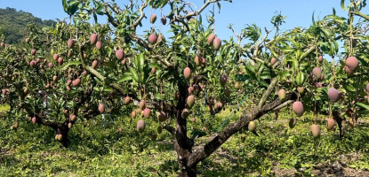 屏東枋山芒果進入採收季，但今年的果實特別珍貴